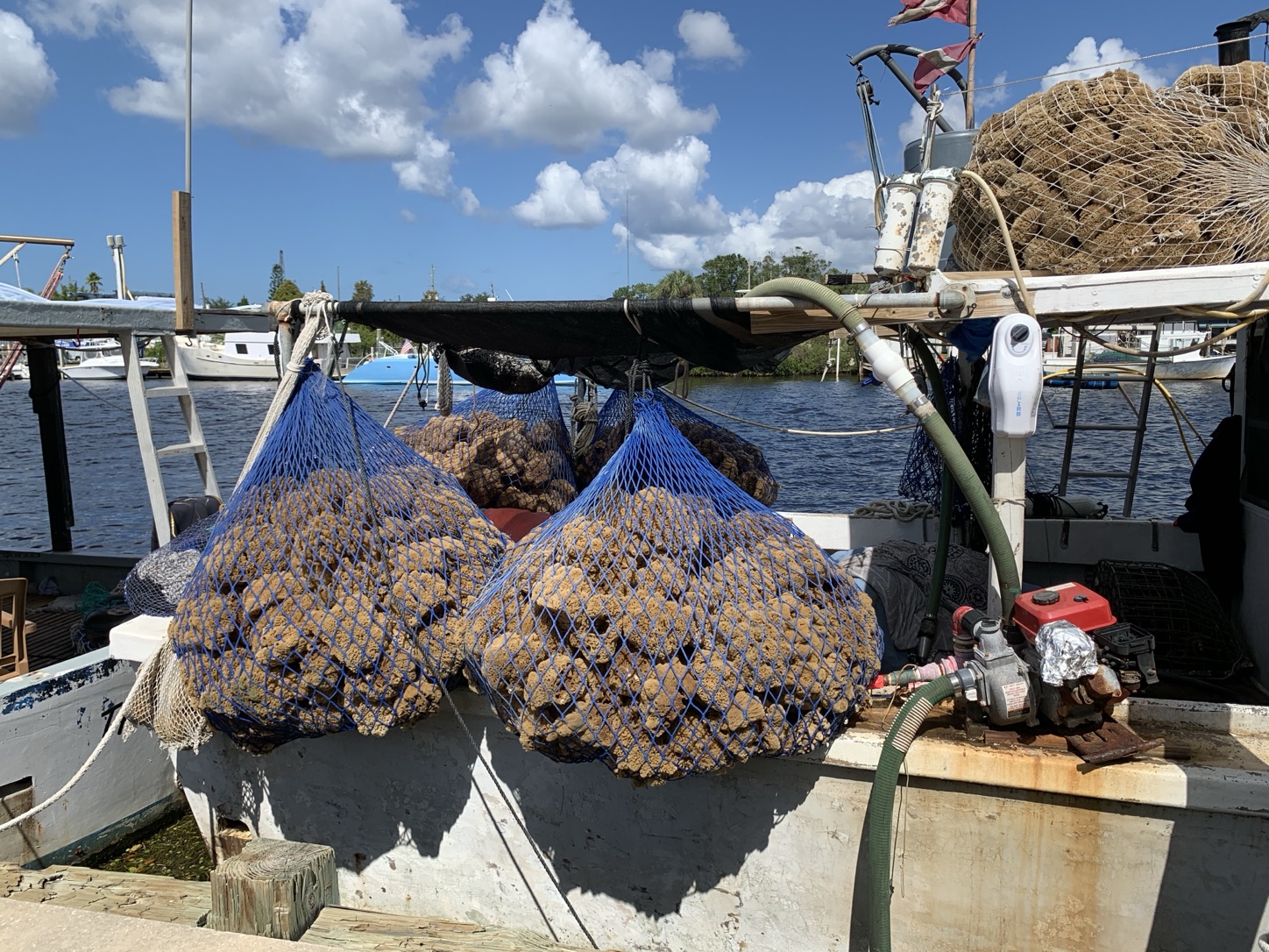 Nets of natural sponges drying on a sponge boat in Tarpon Springs, Florida